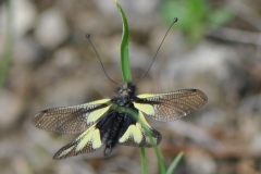 DSC_7531 Libellen-Schmetterlingshaft
